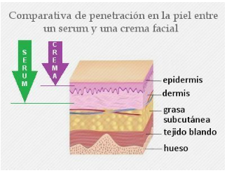 serum vs crema facial